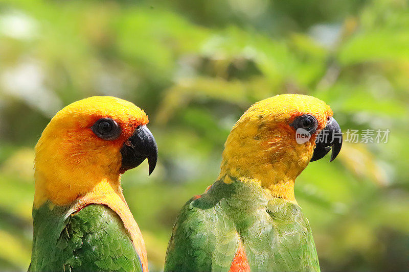 一对太阳conure (Aratinga solstitialis)的特写图像，阳光下栖息在树枝上的鹦鹉，侧面视图，重点在前景